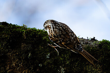 Waldbaumläufer (Certhia familiaris)