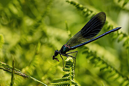 Männchen der Gebänderte Prachtlibelle (Calopteryx splendens)