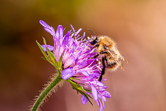 Ackerhummel (Bombus pascuorum)