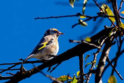 Stieglitz (Carduelis carduelis)
