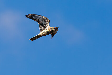 Turmfalke (Falco tinnunculus)