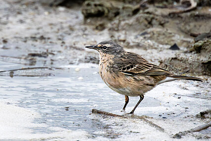 Bergpieper (Anthus spinoletta)