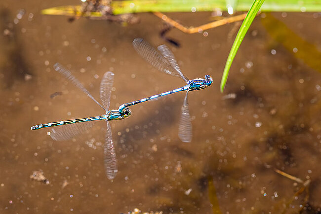 Tandem de l'Agrion porte-coupe  (Enallagma cyathigerum) avec la femelle bleue en vol