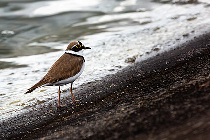Flußregenpfeifer (Charadrius dubius)