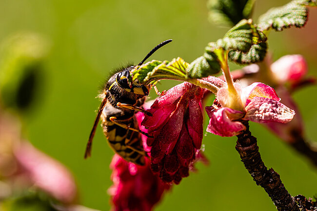 Gemeine Wespe (Vespula vulgaris)