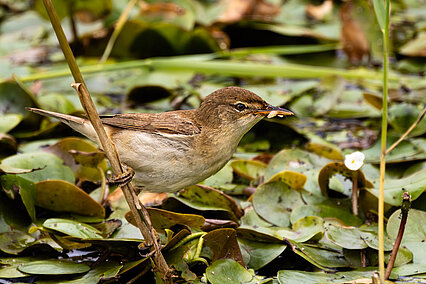 Teichrohrsänger (Acrocephalus scirpaceus)