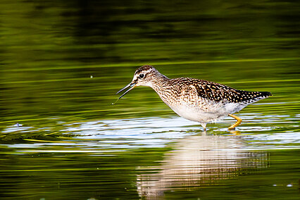 Bruchwasserläufer (Tringa glareola)