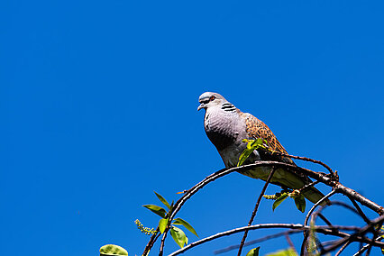 Turteltaube (Streptopelia turtur)