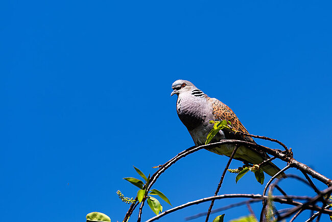  Tourterelle des bois (Streptopelia turtur)