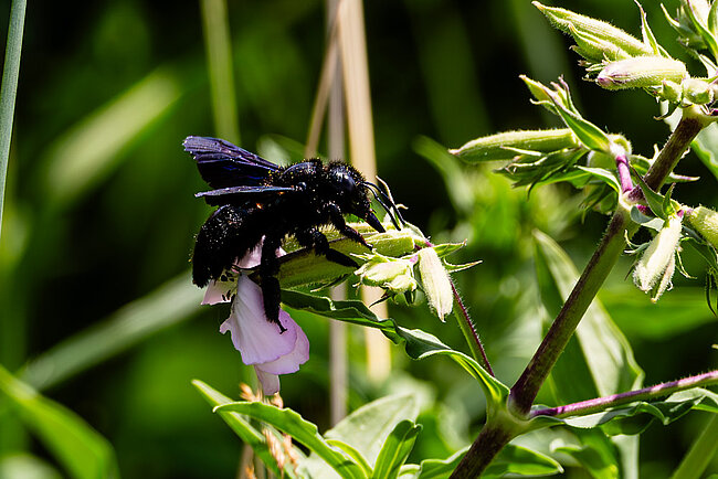 Große Holzbiene (Xylocopa violacea)