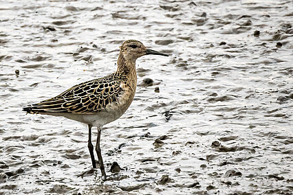 Kampfläufer (Calidris pugnax)