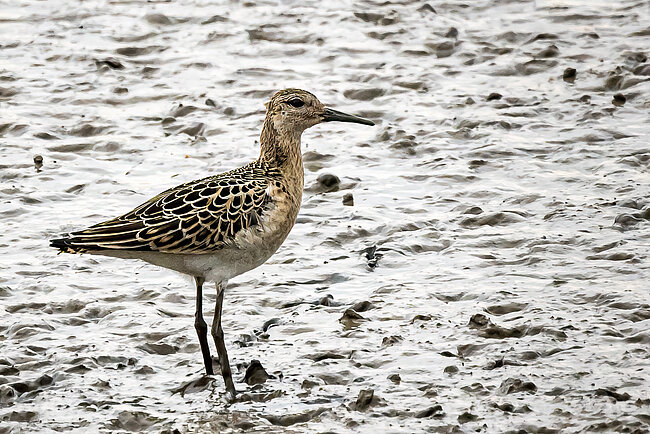 Combattant varié (Calidris pugnax)