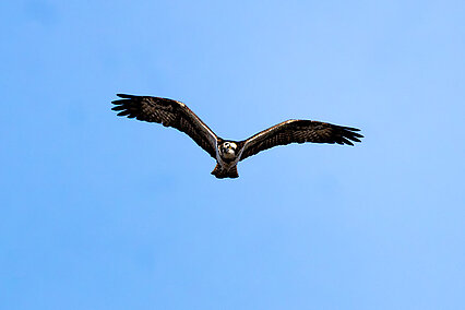 Fischadler (Pandion haliaetus)