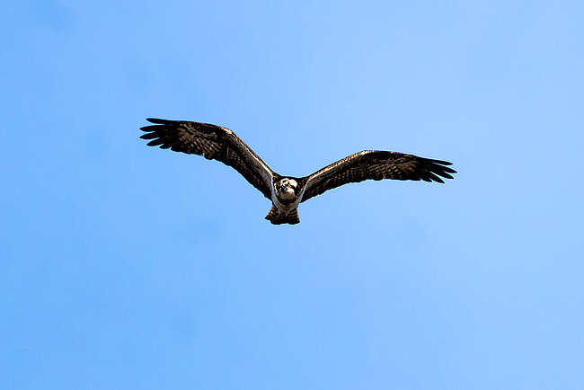 Balbuzard pêcheur (Pandion haliaetus)