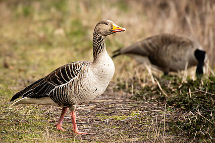 Graugans (Anser anser)