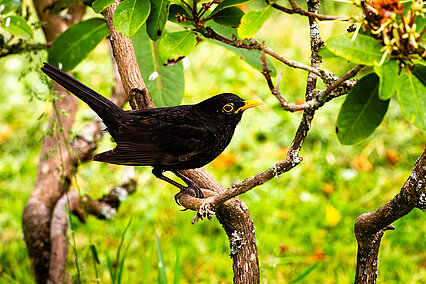 Amsel (Turdus merula)