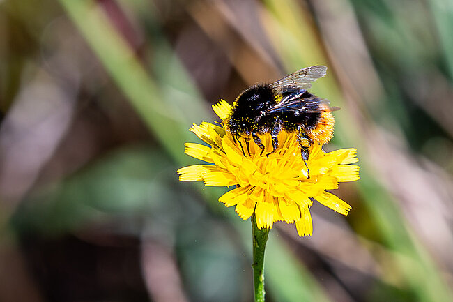 Steinhummel (Bombus lapidarius)