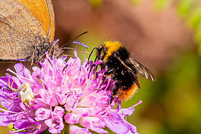 Wiesenhummel (Bombus pratorum)