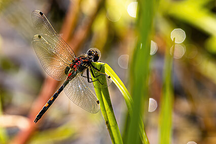Kleine Moosjungfer (Leucorrhinia dubia)