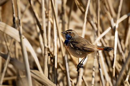 Blaukehlchen (Luscinia svecica)