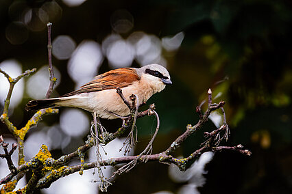 Neuntöter (Lanius collurio)