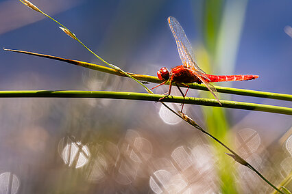 Feuerlibelle (Crocothemis erythraea)