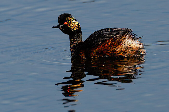 Grèbe à cou noir (Podiceps nigricollis)