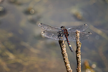 Große Moosjungfer (Leucorrhinia pectoralis)