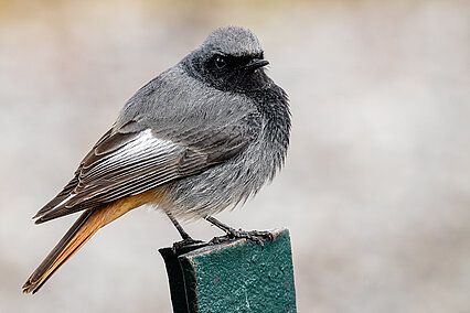 Hausrotschwanz (Phoenicurus ochruros)