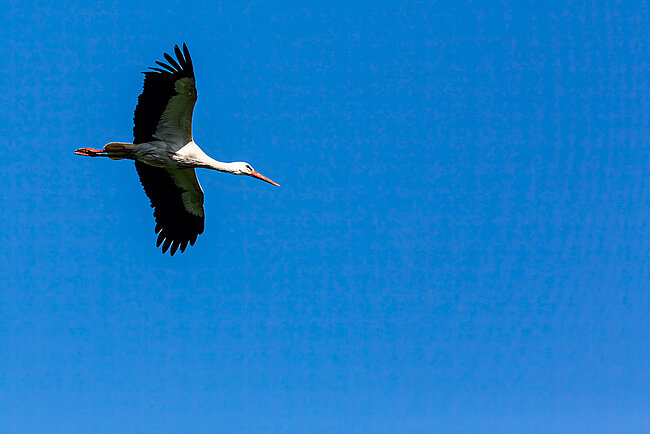 Cigogne blanche (Ciconia ciconia)