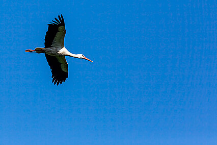 Weißstorch (Ciconia ciconia)