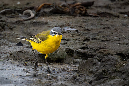Schafstelze (Motacilla flava)