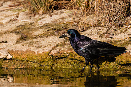 Saatkrähe (Corvus frugilegus)