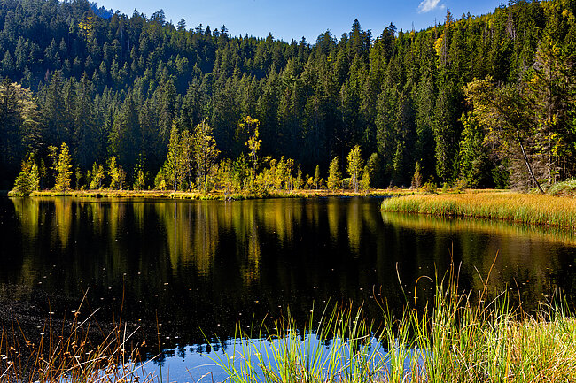 Schwingraseninsel in Buhlbachsee