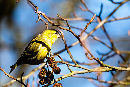 Erlenzeisig (Spinus spinus)