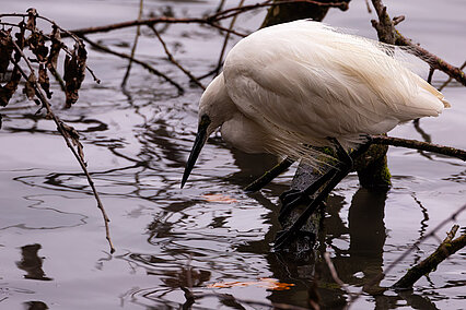Seidenreiher (Egretta garzetta)