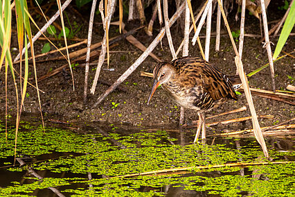 Wasserralle (Rallus aquaticus)