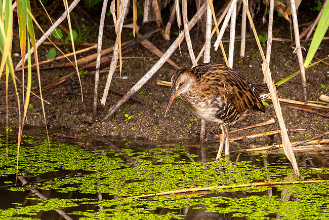 Râle d'eau (Rallus aquaticus)