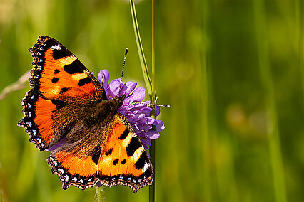 Kleiner Fuchs (Aglais urticae)