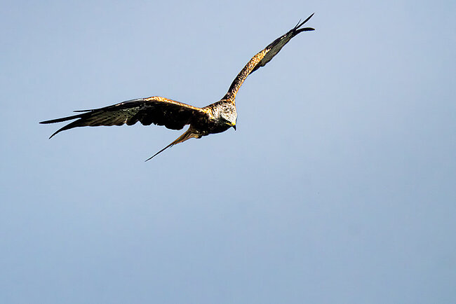 Milan royal (Milvus milvus)