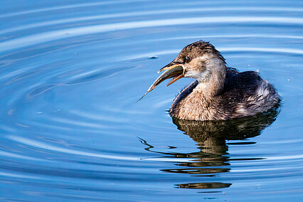 Zwergtaucher (Tachybaptus ruficollis)