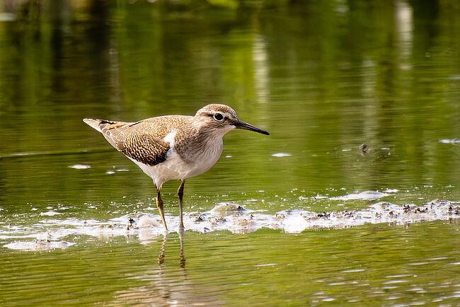 Chevalier guignette (Actitis hypoleucos)