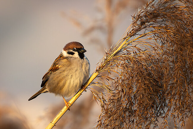 Moineau friquet (Passer montanus)
