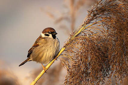 Feldsperling (Passer montanus)