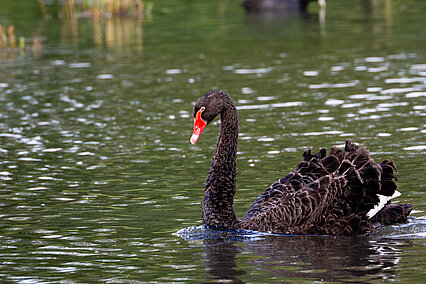 Schwarzschwan (Cygne noir)