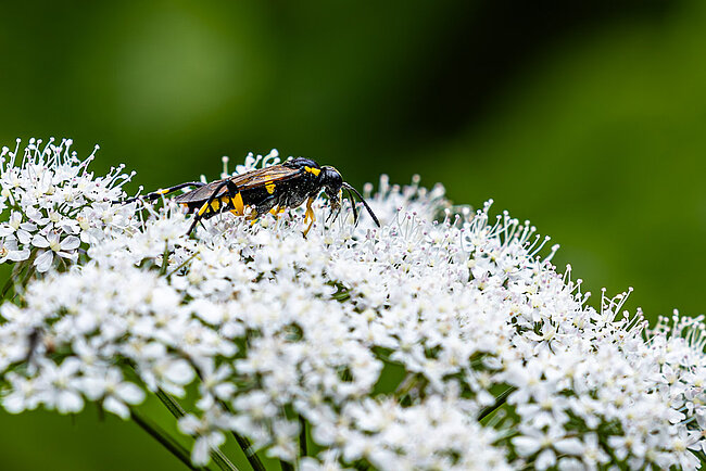 Bergblattwespe (Macrophya montana)