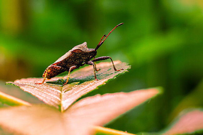 Lederwanze (Coreus marginatus)