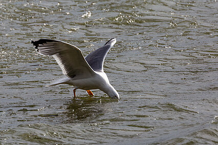 Mittelmeermöwe (Larus michahellis)