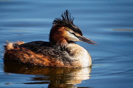 Haubentaucher (Podiceps cristatus)