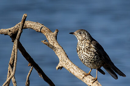 Misteldrossel (Turdus viscivorus)